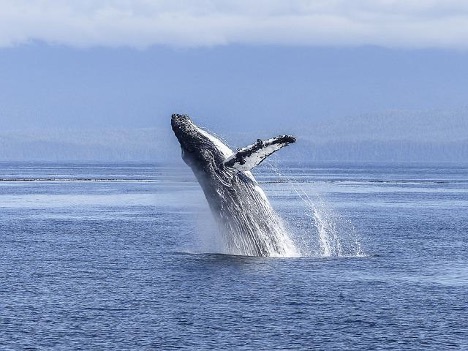When is the Gold Coast Whale Watching Season?
