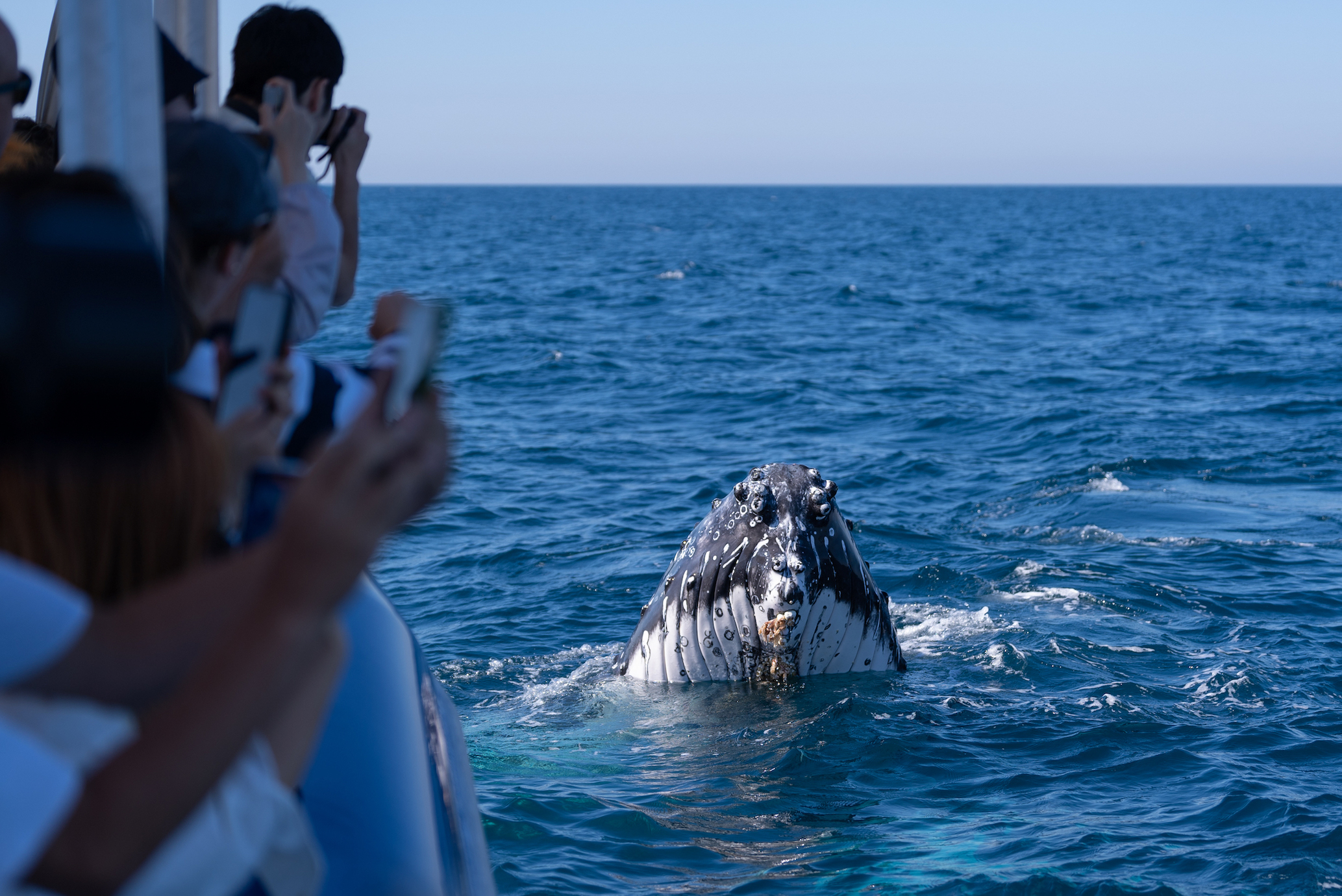 Whale Season 2026 Gold Coast: The Ultimate Guide