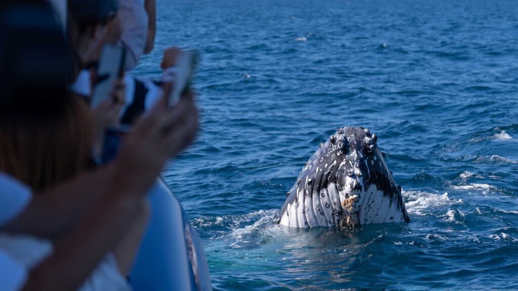 Curious whale up close