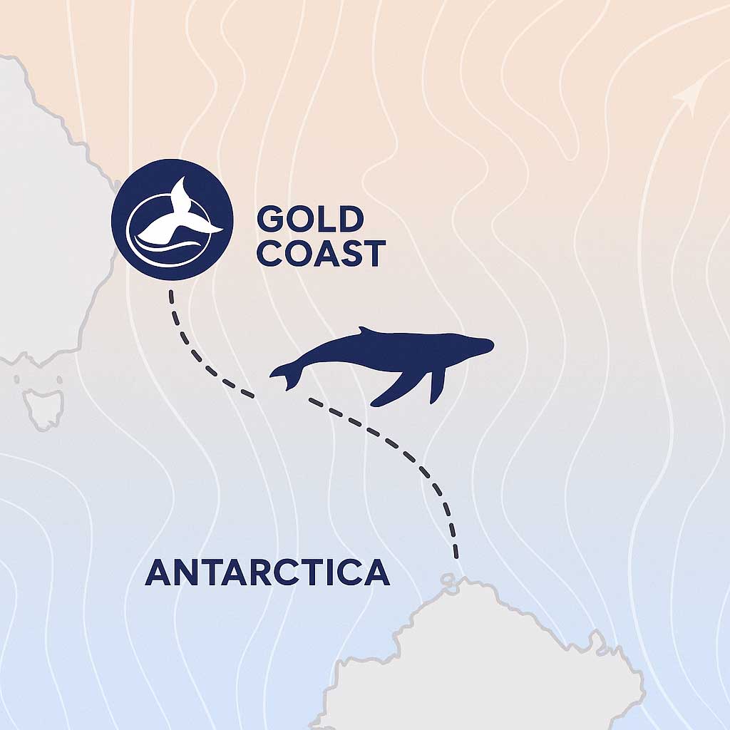Humpback whale migration diagram