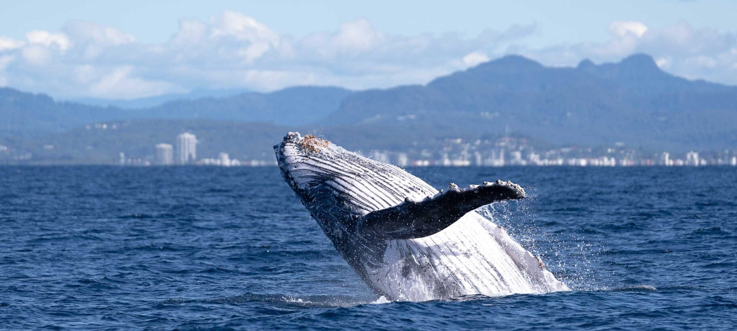 Exploring Whale Migration: The Gold Coast’s Appeal to Marine Life