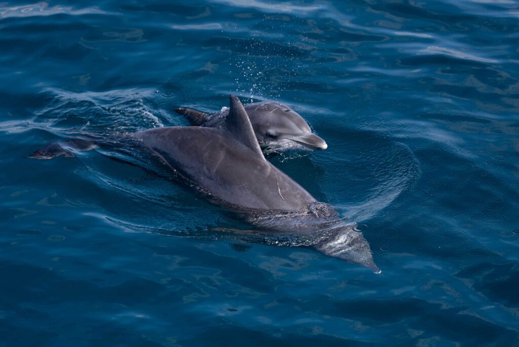 Dolphins seen on a Kokomo Cruise