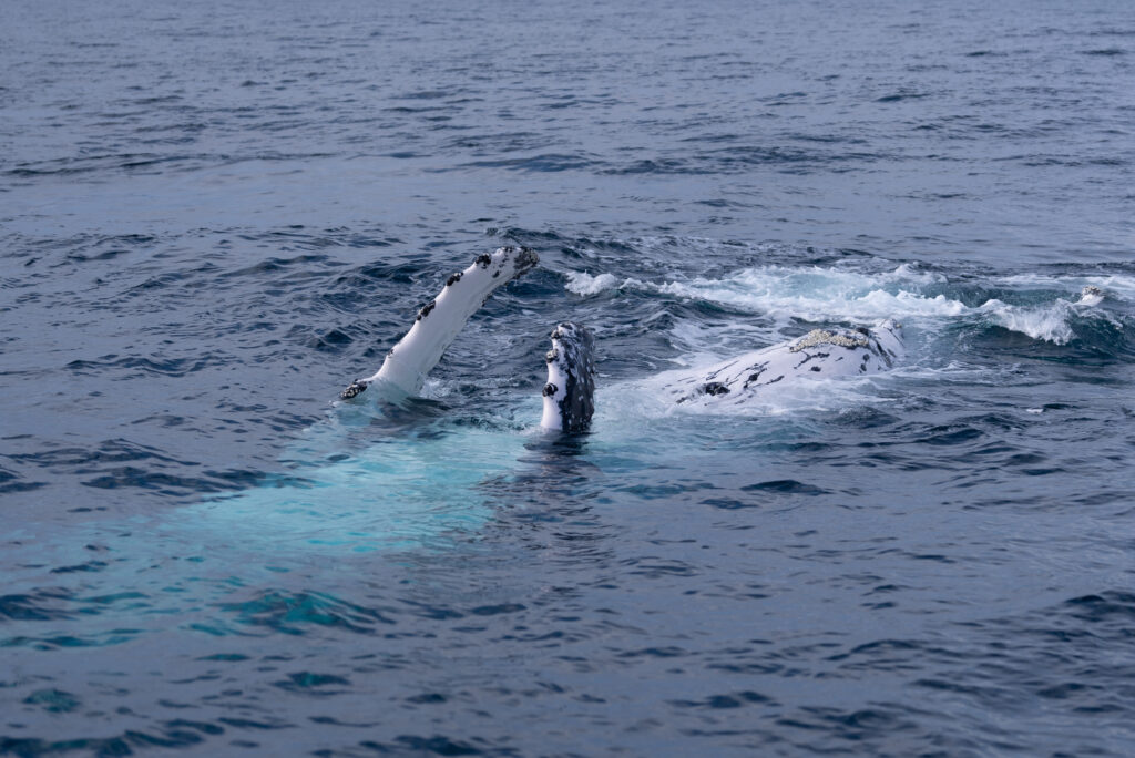 Gold Coast Humpback Whale Sighting